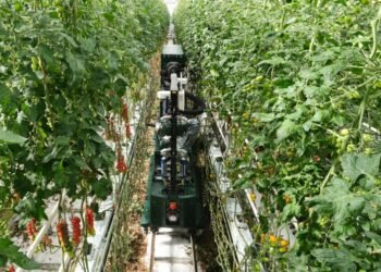 Four Growers Secures $9M Series A to Revolutionize Greenhouse Farming with AI and Robotics